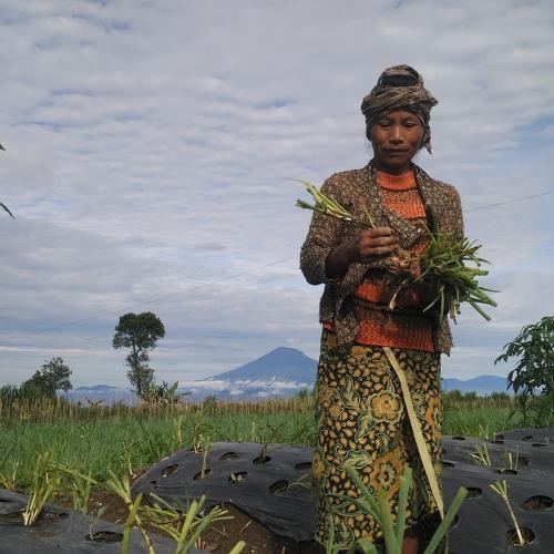 Petani onclang