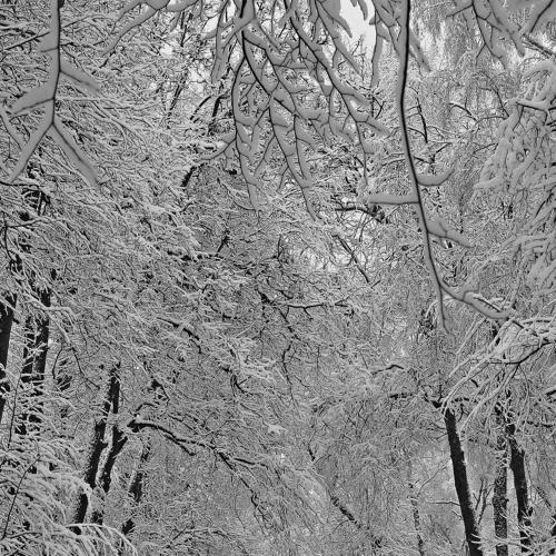 Аллея парка зимой / Park alley in winter