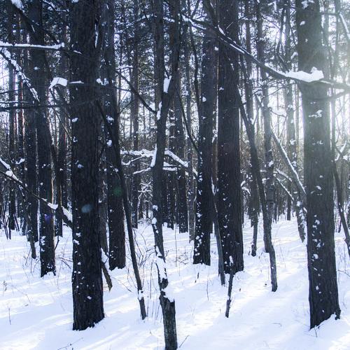 snowy forest