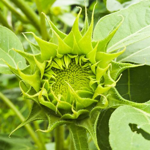 SUN FLOWER