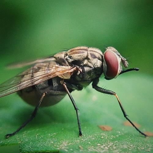 Regular Fly