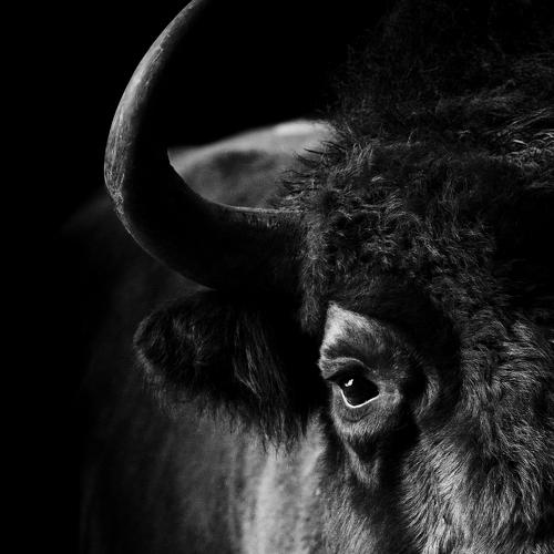 Bison.