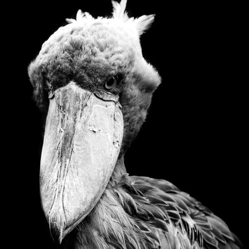 Balaeniceps.