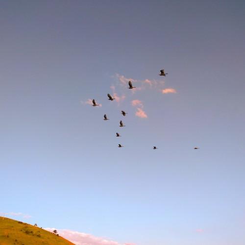 Natureza, céu e pássaros