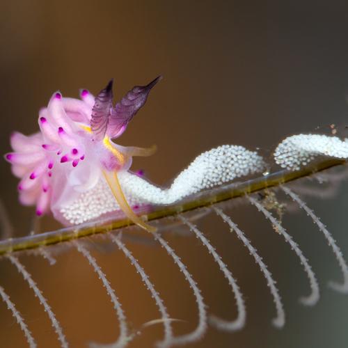"A Pinky Hunter"