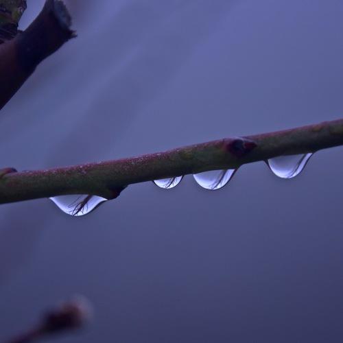 drops