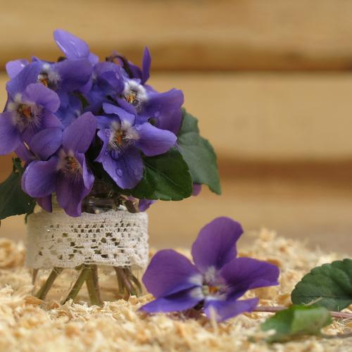 Violets