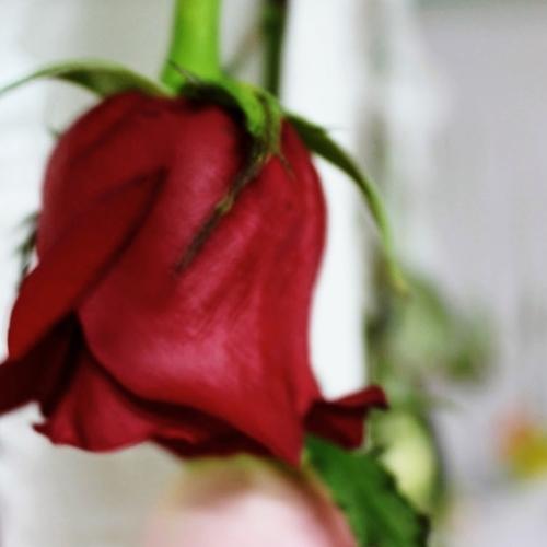 Risas y rosas