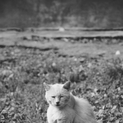 Кот