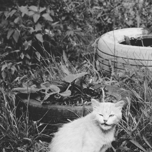 Кот