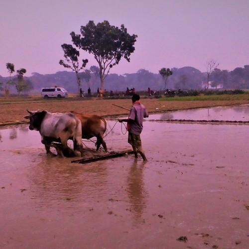 Farming of rural Bengal