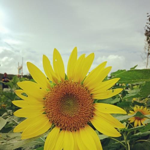 Sunflower