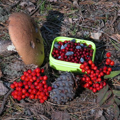 Photo #2987081