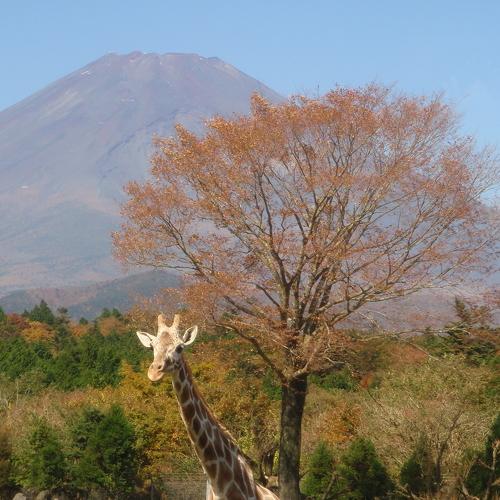 Photo #2987154