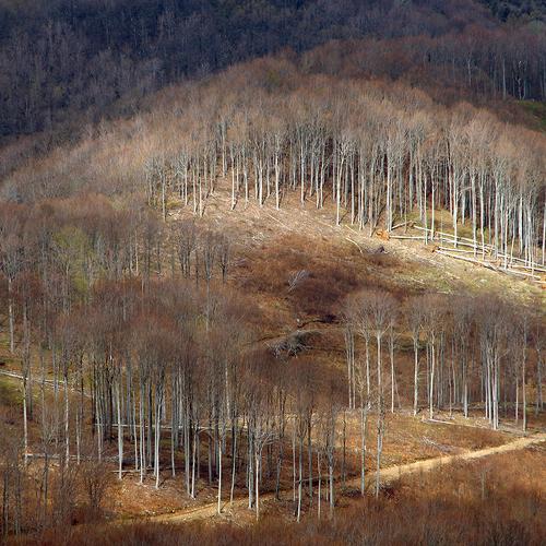 land