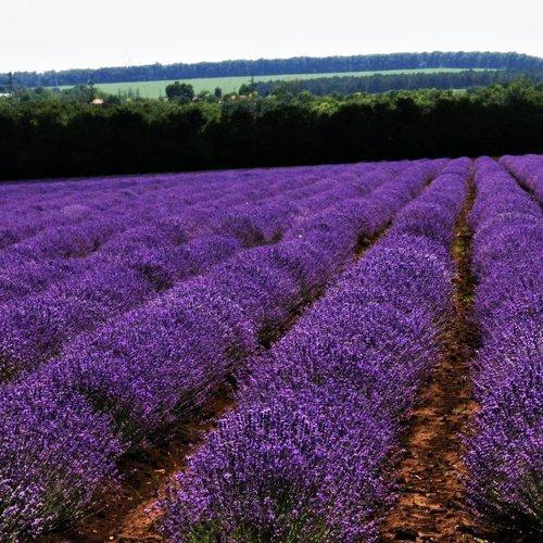 Lavendel