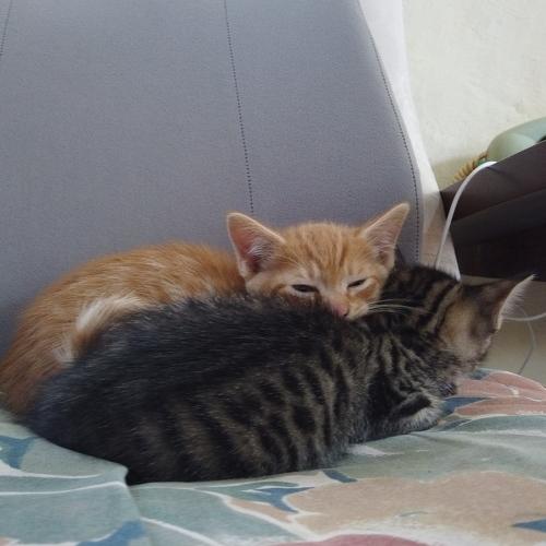 Brother\'s love