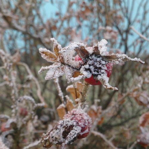 Первые заморозки
