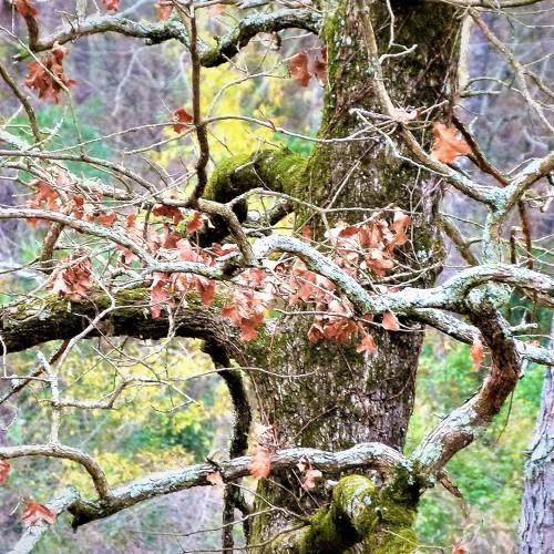 North Carolina Forest Fairy Tale 2 - лесная сказка Северной Каролины 2