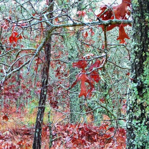 North Carolina Forest Fairy Tale 3 - лесная сказка Северной Каролины 3