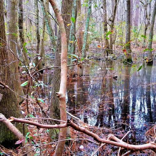 North Carolina Forest Fairy Tale 4 - лесная сказка Северной Каролины 4