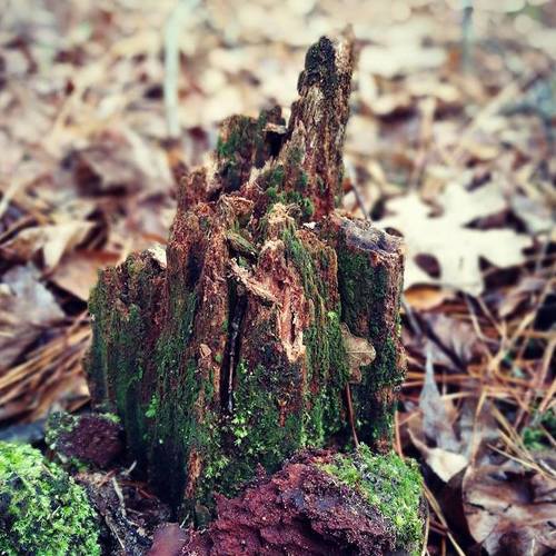 North Carolina Forest Fairy Tale 5 - лесная сказка Северной Каролины 5