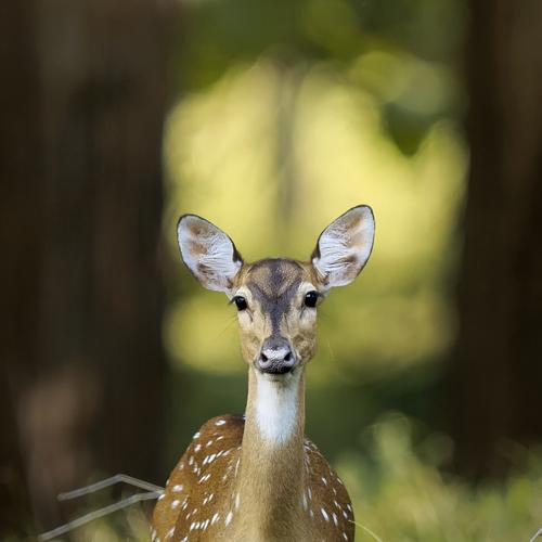 The worried eye