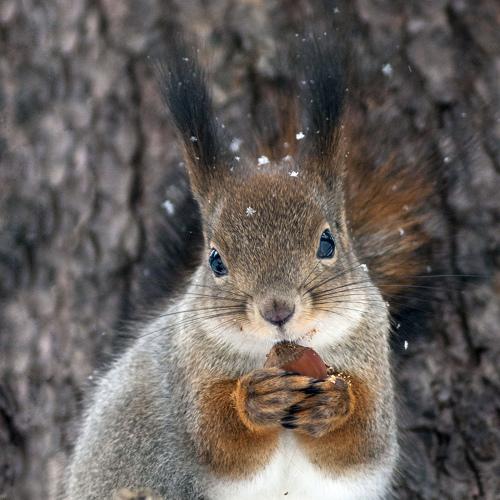 Photo #2992569