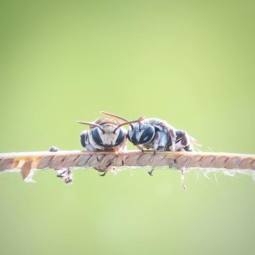 Double bee