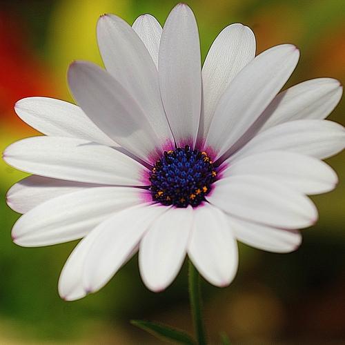 Preciosa