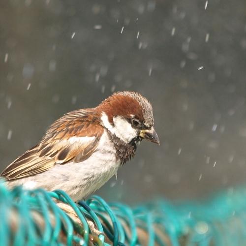 sparrow