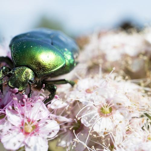 Cetonia aurata