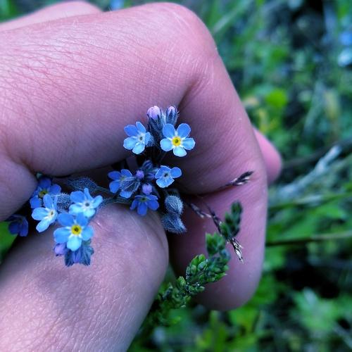 Blue is a color