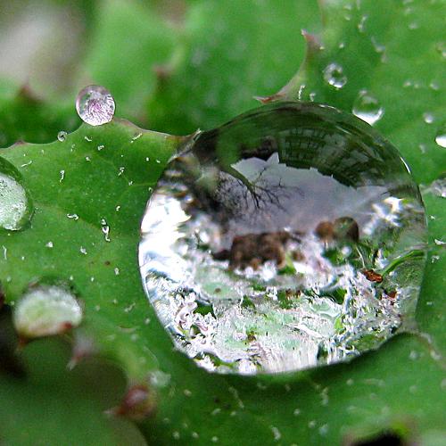 gota