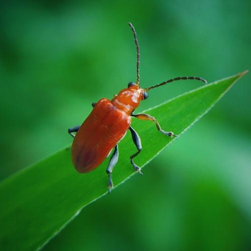 Bug