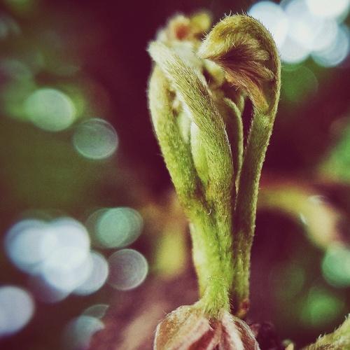 A new bud