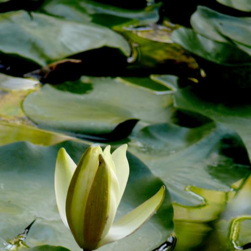 Lotus in the mood