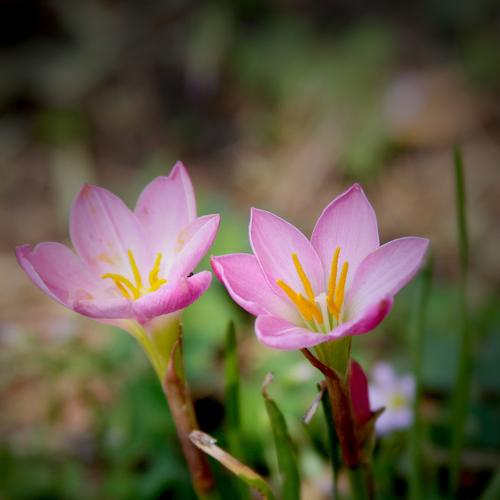 Two Flowers