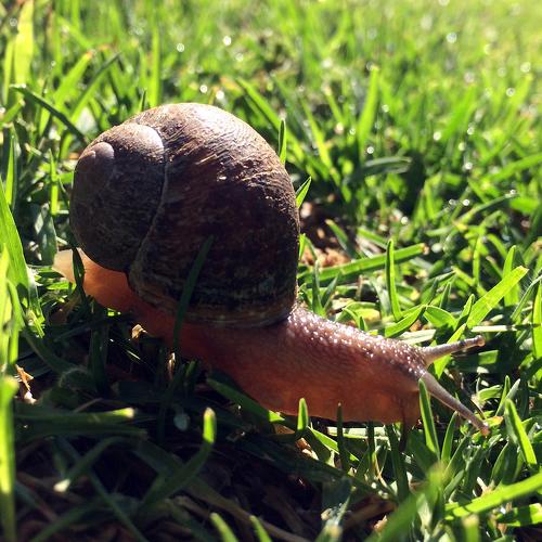 Snail in the morning