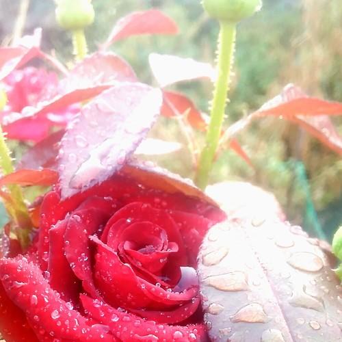 Photo #3001423