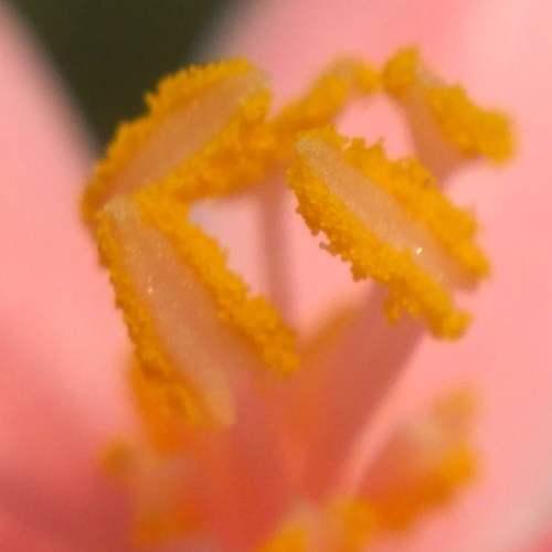 Deep in to flower