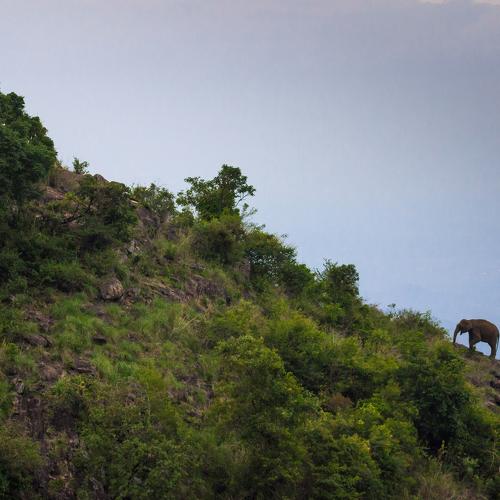 Elephant Escapade