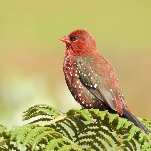 The Red Cherry