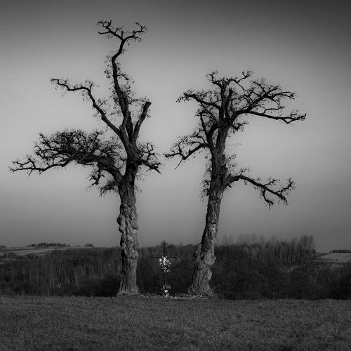 trees