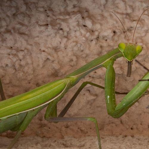 Mantis "breakfast", Завтрак богомола