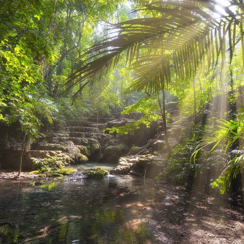 Maya`s  forest
