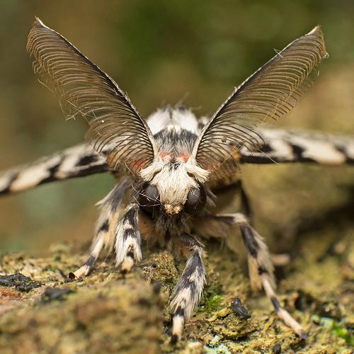 Nun moth portrait