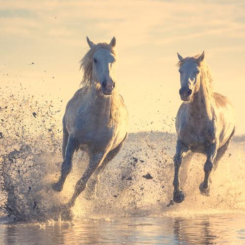 Horses of the sea