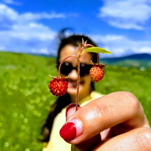 wild strawberry focused
