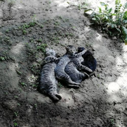 Кошачья семья на отдыхе